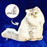 Photo-printed Buddy Pillow